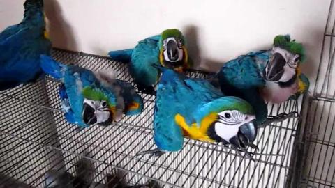Prodajem piliće nojeva ara afričke sive kakadua amazonske eklektus papige i oplođena jaja